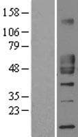 Human CD1D Protein (Over-Expression Lysate Myc-DDK (Flag))