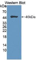 FGF1 / Acidic FGF Antibody