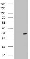 MRPS11 Antibody (clone OTI2C1)