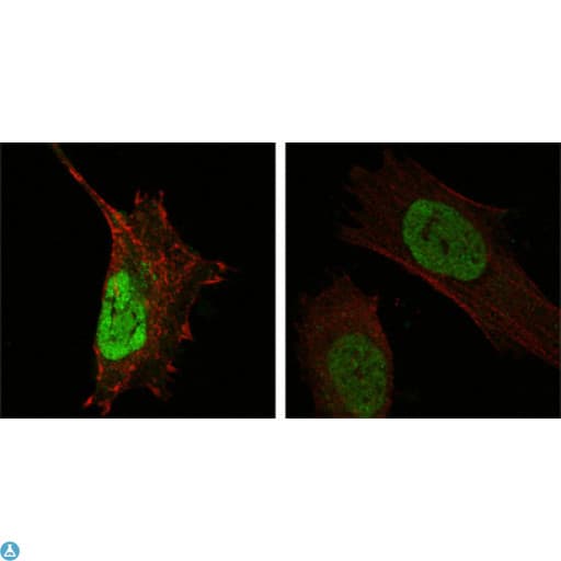 MDM4 / MDMX Antibody