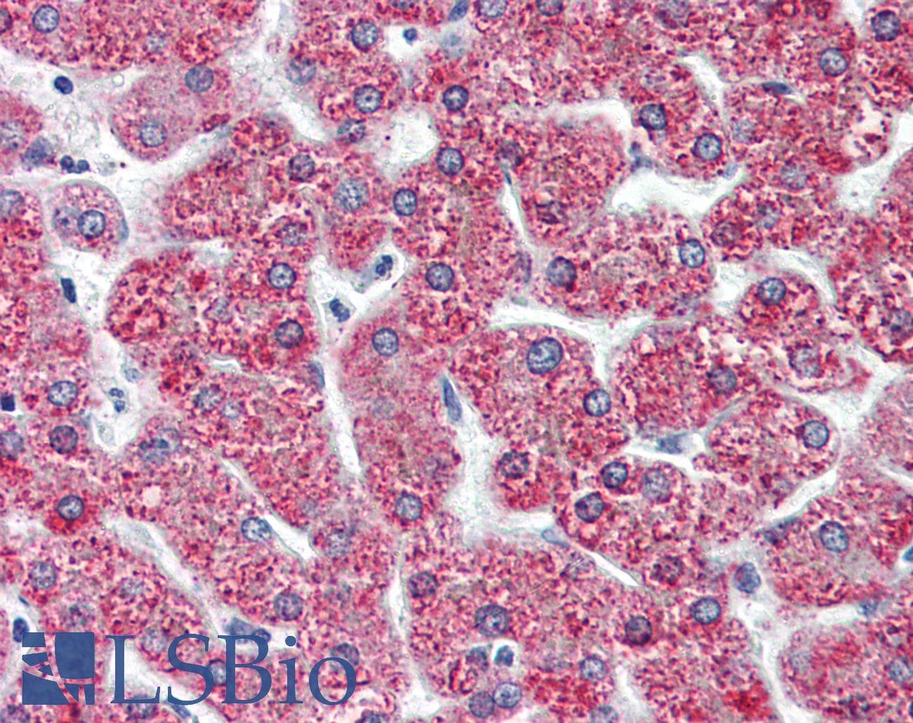 IHC-plus™ CYSLT2 / CYSLTR2 Antibody (N-Terminus)