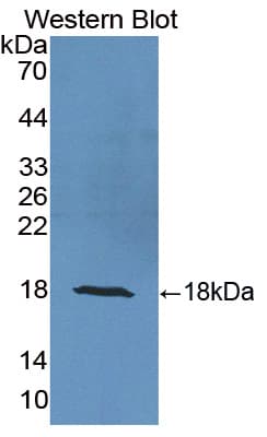 ISG15 Antibody (aa2-157, Cy3)
