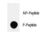 HIPK2 Antibody (phospho-Tyr361)