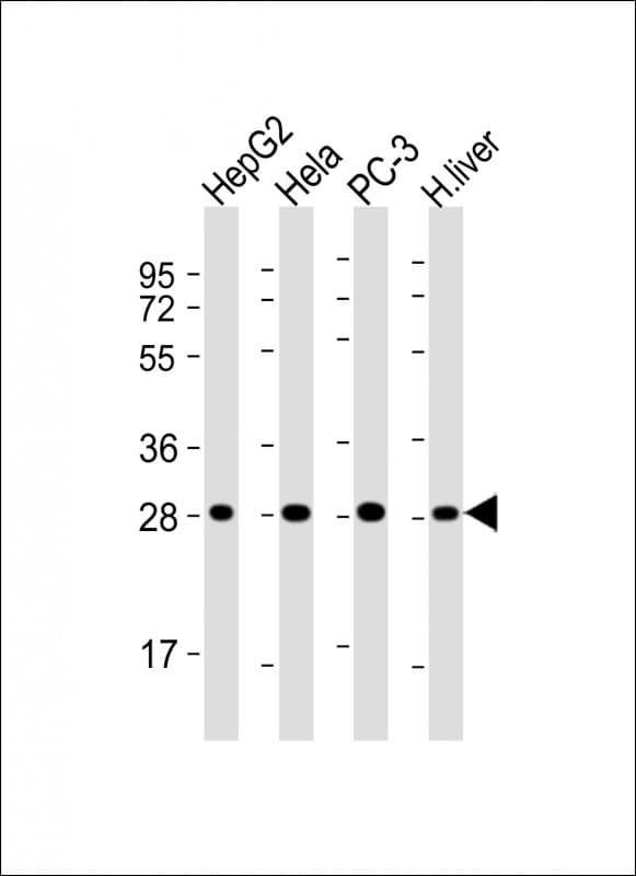 PSMA5 Antibody (clone 426CT32.1.2)