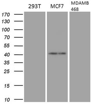 GATA3 Antibody (aa155-443, clone OTI11H3)