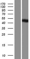 EBNA1BP2 Protein (Over-Expression Lysate Myc-DDK (Flag))