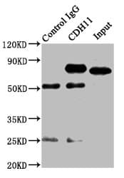 IHC-plus™ CDH11 / Cadherin 11 Antibody (aa637-796)
