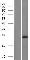 HIST1H3I Protein (Over-Expression Lysate Myc-DDK (Flag))