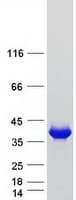 Human KCNAB2 / Kv-Beta-2 Protein (Recombinant Myc-DDK (Flag))