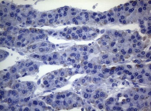 SEC14L1 Antibody (clone OTI3A6)