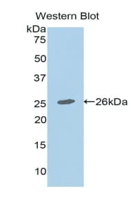 Mucin 2 / MUC2 Antibody (aa4480-4690)