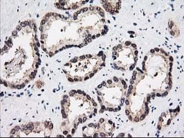 PSMB4 Antibody (clone OTI2C9)