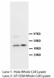 SKP2 Antibody (N-Terminus)