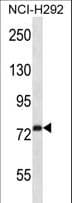 RPH3A / Rabphilin 3A Antibody (aa658-686)