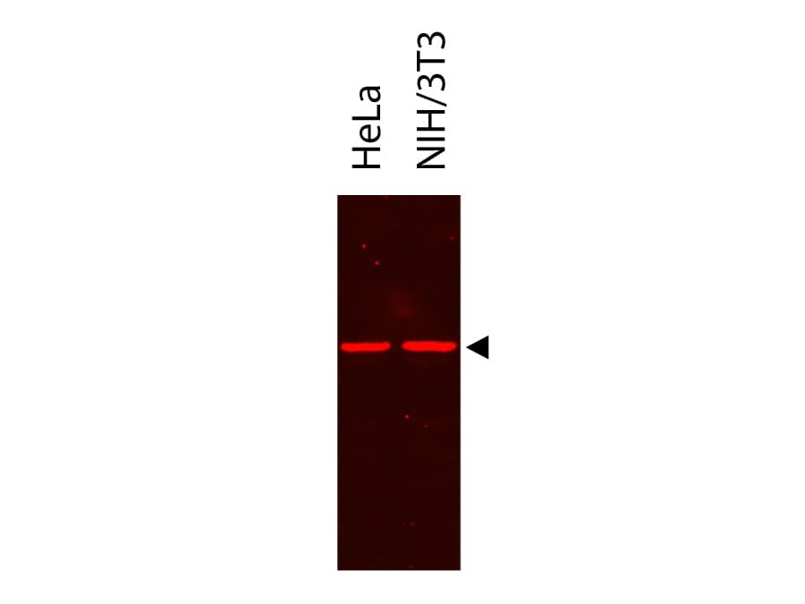 Polyclonal Rabbit DYKDDDDK Tag Antibody (HRP, IHC, WB)