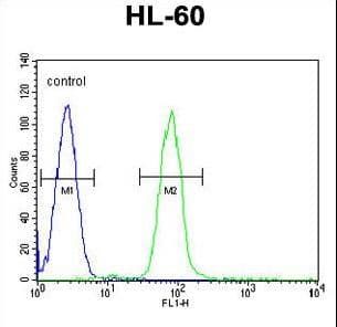 MLANA / Melan-A Antibody (aa34-60)