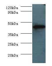 H2-D1 Antibody (HRP)