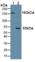 PTPRJ / CD148 Antibody (aa567-842, PE)