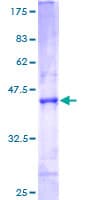 Human ATP5S Protein (Recombinant GST)