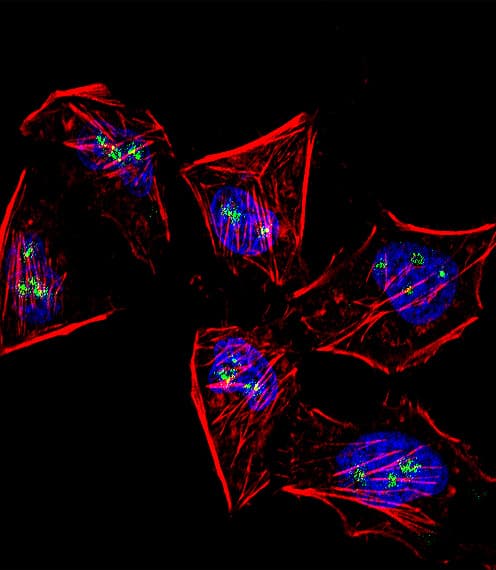 MEOX1 Antibody (aa7-38)