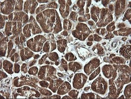 MSI2 Antibody (clone OTI2F10)