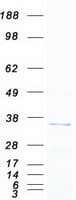 Human VAP33 / VAPA Protein (Recombinant Myc-DDK (Flag))