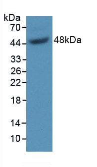 GAS6 Antibody (aa59-221)
