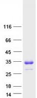 Human TMUB1 Protein (Recombinant Myc-DDK (Flag))