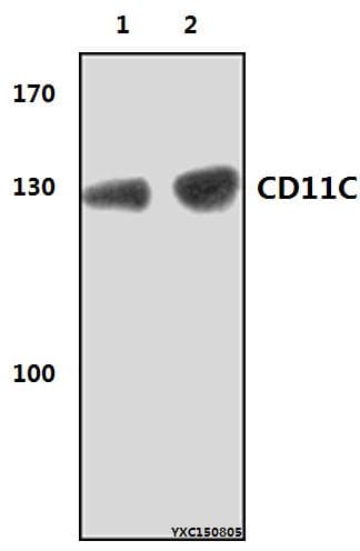 ITGAX / CD11c Antibody