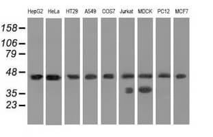 C9orf41 Antibody (clone OTI4A2, Carrier-free)