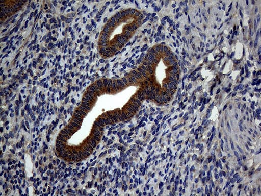 ATG16L1 / ATG16L Antibody (aa1-277, clone OTI5A2)
