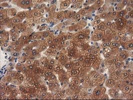 MEF2C Antibody (clone OTI4F7)