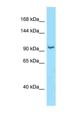 Polyclonal Rabbit anti-Mouse RBM25 / SNU71 Antibody (aa285-334, WB)