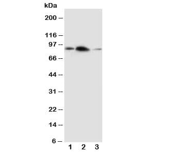 APLP2 Antibody (aa639-656)