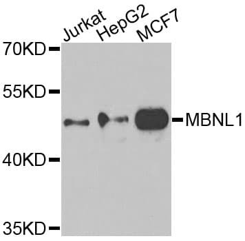 MBNL1 / MBNL Antibody