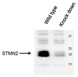 Polyclonal Rabbit anti-Mouse SCG10 / STMN2 Antibody (C-Terminus, IHC, IF, WB)