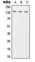 Polyclonal Rabbit anti-Human PTPRN2 / Phogrin Antibody (Internal, WB)
