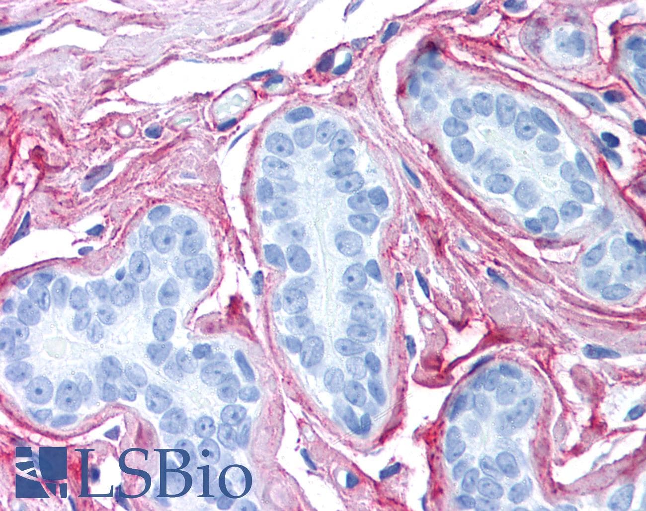 IHC-plus™ Polyclonal Rabbit anti-Mammal Collagen VI Antibody (IHC, WB)