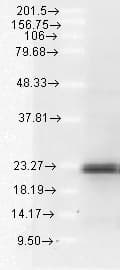 BCL2L11 / BIM Antibody (Internal, APC)