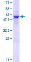 Human TPGS2 / C18orf10 Protein (Recombinant GST)