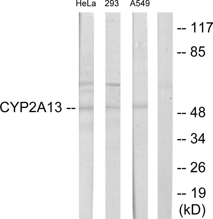 CYP2A13 Antibody