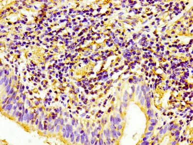 PECAM-1 / CD31 Antibody (clone 9E6E12)
