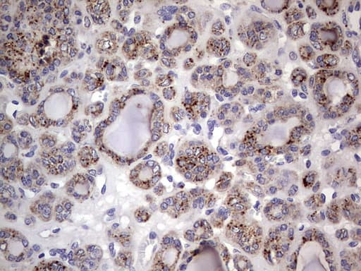 Monoclonal Mouse anti-Human CD63 Antibody (clone OTI5E5, IHC, WB)