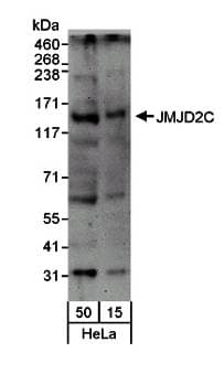 IHC-plus™ KDM4C / JMJD2C Antibody (aa475-525)