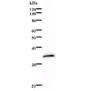 Monoclonal Mouse anti-Human LMAN2 / VIP36 Antibody (clone 264C4a, WB)