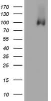 IHC-plus™ PECAM-1 / CD31 Antibody (clone OTI2C6)