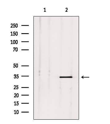 PLSCR2 Antibody