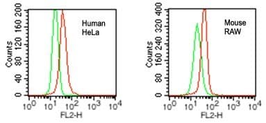 VPRBP Antibody (aa935-985)