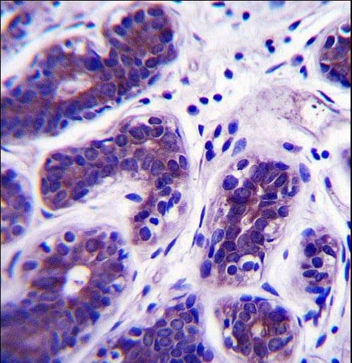 Polyclonal Rabbit anti-Human GDPD3 Antibody (aa17-46, IHC, WB)