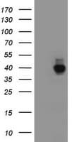 Monoclonal Mouse anti-Human Alpha4GnT / A4GNT Antibody (clone OTI1F7, aa121-340, WB)